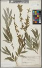 Foto von Salix alba subsp. vitellina (L.) Arcang.